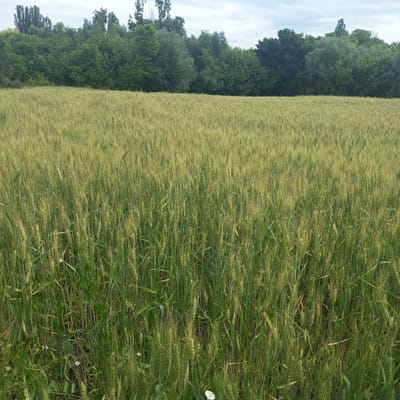 The image depicts a vast field of unripe wheat stretching towards a line of trees in the background. The wheat stalks, varying in height, are a light green color with some appearing more yellow, indicating they are in the early stages of growth. Scattered among the wheat are some green leafy plants and a few small white flowers. The trees form a dense, dark green natural barrier along the horizon, with taller, thinner trees interspersed amongst broader, fuller ones. The sky above is overcast with a muted greyish-blue hue. The overall scene is one of a rural agricultural landscape. The location is identified as Cepeleuți, Moldova.