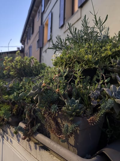 The image shows a vertical garden on a building facade. It's composed of various succulents and plants. The plants appear healthy and well-maintained. A building is visible in the background, possibly residential or commercial, with a blue sky in the distance. The angle suggests the photo was taken from below, looking up at the garden. Given the reference to Villafranca di Verona, Italy, it is plausible that this image represents a building facade in that city featuring a vertical garden.