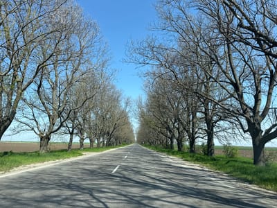The image depicts a straight, paved road bisecting a landscape lined with bare trees, likely in early spring. The trees form a symmetrical canopy over the road, creating a tunnel-like effect. The road has white dashed lines indicating lanes. On either side of the road are grassy verges and beyond them lie fields of cultivated land. The sky is clear and blue. The location appears to be rural. No people are visible. No action is occurring within the image. The presence of cultivated land suggests an agricultural environment, but there are no specific visible signs confirming this is in Pishurka, Bulgaria. The determination of it being in Pishurka, Bulgaria cannot be confirmed solely based on the visual information contained within the provided image.