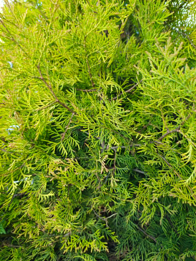 The image is a close-up, eye-level shot of dense, bright green foliage from a coniferous tree, likely a cypress or cedar. The branches are covered in small, scale-like leaves that create a feathery texture. Some of the branches and leaf tips appear to have a yellowish-green hue, suggesting new growth or the effect of sunlight. The lighting indicates it's daytime, and the natural setting implies an outdoor location. There are no people, objects, or text visible in the image. The scene is purely focused on the vibrant green plant life.