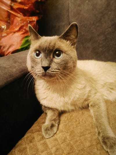 A light brown Siamese cat with striking blue eyes is the subject of this close-up photograph. The cat is resting on a textured, light brown surface, possibly a couch or blanket. Its fur is short and appears soft. The cat is looking directly at the camera with a curious and alert expression.
Behind the cat, to the left, there is a blurred background with elements of orange and green, suggesting decorative items or possibly foliage. The lighting creates a shadow on the left side of the cat and the background, indicating a light source from the right. The overall mood of the image is calm and intimate, focusing on the cat's captivating gaze. The image has a slightly grainy, vintage quality.
There is no visible text in the image.
Given the location context of Асқар Тоқпанов ауылы, Kazakhstan, the scene is likely indoors, in a home setting within this rural area. The time of day is not definitively ascertainable, but the lighting suggests it could be daytime with indirect sunlight or artificial lighting. The weather is not indicated.