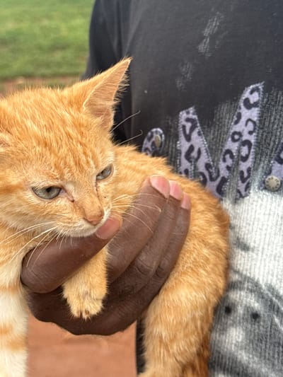 A close-up, eye-level shot features a person holding an orange tabby kitten. The kitten's head is tilted and its light green eyes are partially closed, giving it a weary or annoyed expression. Its fur is short and appears slightly unkempt, with some darker smudges on its face. The kitten's front paws are cradled in the person's hand. The person's skin is dark, and their fingers are wrapped around the kitten. They are wearing a dark t-shirt with a gray and black leopard print design. The background is blurred, showing a hint of green grass and a reddish-brown surface, possibly dirt or a path. The overall impression is an informal, candid moment of interaction between a person and a young cat. This image was captured in Jawu, Nigeria.