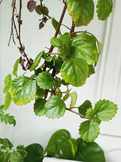 The image presents a close-up, vertical view of multiple plant types against a light-colored, panelled background, located in Vaatharawattai, Sri Lanka. The primary subject is a plant with vibrant green, obovate leaves featuring crenate margins and distinct reddish-brown stems. Some of these leaves show areas of chlorosis, particularly yellowing along the edges, and one central leaf has a faint brown linear discoloration. Emerging from the main plant structure are smaller, light green leaves. In the upper left quadrant, a secondary plant with thin, wiry, dark purplish-brown stems and smaller, withered leaves is visible. The lower left portion of the frame includes a segment of a third plant characterized by finely dissected, light green, somewhat textured foliage. Partially visible in the lower center are large, glossy, dark green leaves, some exhibiting yellow variegation, belonging to a fourth distinct plant. The background consists of a plain, light surface, with vertical lines on the right suggesting a wall panel or door frame. No human subjects or active interactions are depicted.