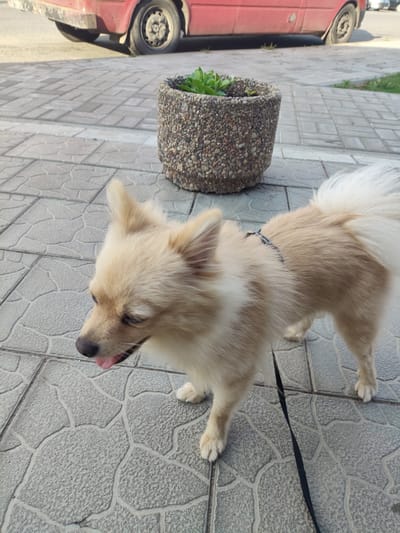 A light-colored Pomeranian dog with a fluffy tail is standing on a tiled sidewalk. The dog is wearing a dark collar and a black leash. In the background, a red car is parked, and a concrete planter with green plants sits on the sidewalk. The scene appears to be outdoors in an urban setting, possibly in Myadzyel, Belarus.