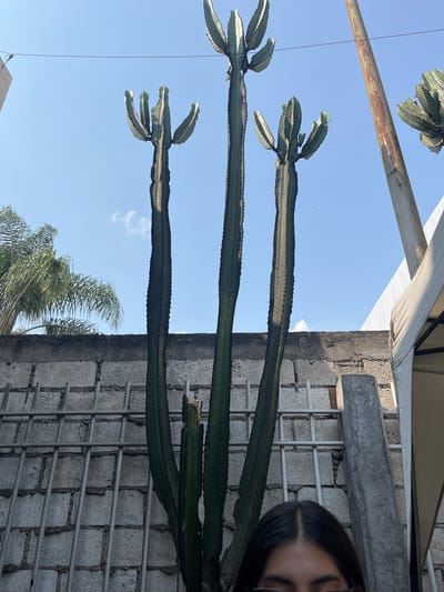 The image shows three tall, columnar cacti in San Francisco Totimehuacán, Mexico. The cacti are positioned against a pale blue sky. In the background, there is a cinder block wall with metal grid reinforcement. The top right corner of the image features part of a person’s head, including their dark hair and forehead. Parts of a palm tree are visible at the bottom. The shot appears to be taken from a low angle, looking up at the cacti.