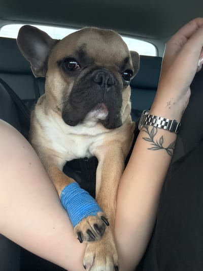 This image, set in Manolsko Konare, Bulgaria, depicts a fawn-colored French Bulldog in the interior of a vehicle. The dog, with a dark muzzle and erect ears, gazes directly forward. Its left front paw is encased in a bright blue, textured self-adherent bandage, with dark paw pads and claws visible below.

The dog is positioned in proximity to a person, whose fair-skinned right upper thigh, featuring a few small moles, is visible on the left side of the frame. The person's fair-skinned left arm is visible on the right, bent at the elbow. A silver-toned metal link wristwatch is worn on the wrist. Two tattoos are present on the forearm: a small star cluster above the watch and a larger, dark-outlined leafy branch design partially beneath the watch. The tip of a human fingernail with white polish is also discernible.

The background shows dark upholstered car seats and a window revealing an indistinct, bright exterior, suggesting a daytime scene within a vehicle. The vehicle's headliner is visible at the top of the frame.