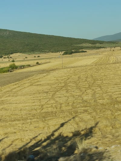 The image shows a rural landscape in the Municipal Unit of Pelasgia, Greece. The foreground is dominated by a harvested field of golden-yellow straw, with visible tire tracks and patterns from agricultural machinery. In the mid-ground, there are more fields, some with scattered hay bales, and a few scattered trees. A dark green, densely forested hill slopes upwards in the background, meeting a clear, light blue sky. The overall scene depicts a dry, agricultural environment under a sunny sky.