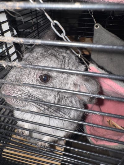 A chinchilla is visible in its cage. The chinchilla is gray with a pink nose and large, dark eyes. It is looking to the left of the frame. The cage appears to be made of metal bars and has a pink fabric hammock hanging inside. The chinchilla's paws are resting on the cage floor. The image is a close-up shot and the background is blurred. There is no information in the image to indicate the location in the city of Shakhty, Russia.