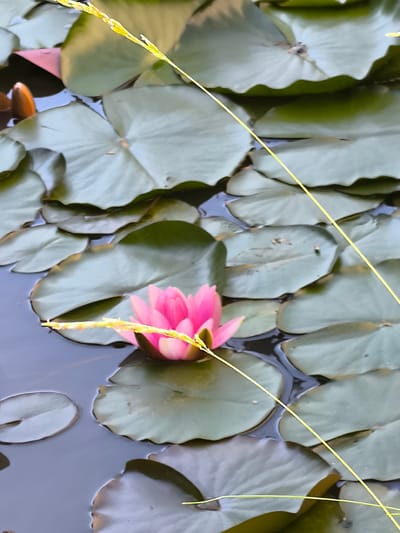The image depicts a close-up view of a tranquil pond filled with lush green lily pads. A single, vibrant pink water lily blossom is the central focus, its delicate petals unfurling gracefully on the water's surface. The dark, still water reflects the surrounding foliage, creating a serene and contemplative atmosphere. Two thin, bright yellow stems or blades of grass are diagonally bisecting the frame, adding a contrasting element of delicate linearity against the organic shapes of the lily pads and flower. The lighting suggests it is daytime, with soft shadows indicating diffused sunlight, possibly on an overcast day or in the shade. The overall scene evokes a sense of natural beauty and peacefulness. The location is identified as Žiaukos, Lithuania. There is no visible text in the image.
