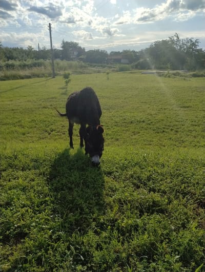 This landscape-oriented photograph captures a rural scene, likely in Roza, Bulgaria. The central subject is a dark-colored bovine, possibly a cow or a calf, standing in a vibrant green grassy pasture. Its head is lowered, indicating it is grazing, and its coat appears somewhat wet, possibly from morning dew or recent rain.

The pasture fills the majority of the frame with lush, varied green grass. In the mid-ground and background, a line of trees runs horizontally, partially obscuring what appears to be a house or building. Several utility poles with power lines are also visible in the background, suggesting human settlement nearby.

The sky above is partly cloudy, with bright sunlight breaking through and casting soft shadows, suggesting it is either morning or late afternoon. The overall atmosphere is serene and natural, depicting an animal engaged in its natural behavior within a pastoral environment. There is no visible text in the image.