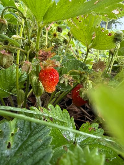 The image shows a close-up of strawberry plants with ripe and unripe fruit in what appears to be a garden or agricultural setting. There are several red strawberries visible, some glistening with water droplets, suggesting recent rain or dew. The plants have green leaves, some with small holes or brown spots, and hairy stems. Several green, immature strawberries and flower buds are also present. The background is a blur of green foliage and darker soil or ground cover. The lighting is natural, and the focus is on the strawberries and surrounding plant details. The scene is static and appears to be a still photograph of the plants. No people, animals, or any other objects besides the plants and their immediate environment are visible. The specific location in the city of Kandry, Russia is not discernible from the image itself.