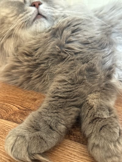 A close-up, eye-level shot shows a domestic cat's fluffy grey paws lying on a wooden floor. The cat appears to be asleep or resting, with its body filling most of the frame. The fur is soft and light grey, with darker grey markings on the paws. The wooden floor has a light brown, natural wood grain pattern. The image does not contain any information about the city of Raivka, Ukraine.