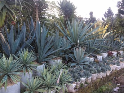 The image depicts an outdoor nursery or garden section in Kladné, Czechia, populated predominantly by various succulent plants. The foreground on the left features multiple Agave plants with variegated green and cream leaves, housed in large white fabric bags filled with granular soil. Behind them, and extending across the middle ground, are numerous larger Agave plants with un-variegated blue-green, spiky leaves, also contained in similar large white fabric bags. To the right, along the base of the image, a long, linear arrangement of smaller, rosette-forming succulents, likely Echeveria species, are displayed in individual small white pots or fabric bags. The background consists of dense natural foliage, including trees and other large succulents or cacti, under what appears to be an overcast sky. No individuals are visible.