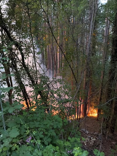 The image depicts a forest fire occurring in the city of Kanjoši, Montenegro. Dense green foliage dominates the foreground, with a wildfire burning in the background amidst tall trees. The fire is characterized by bright orange and yellow flames, casting a warm glow through the smoky haze. The trees are mostly slender and appear to be conifer species, with some bare branches and vines visible. The ground is covered in dry leaves and debris, fueling the fire. The overall scene suggests a dangerous and uncontrolled blaze within a natural environment.