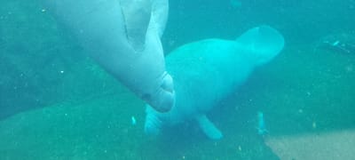 The scene depicts an underwater environment, an enclosed aquatic exhibit, located within the city of Saint-Mandé, France. Two manatees are present. The primary subject, a grey-skinned manatee, occupies the upper left foreground, with its snout and the anterior portion of its body partially visible. Its skin exhibits a textured appearance. A second, smaller manatee is positioned in the mid-ground, slightly to the right of the first, fully visible, swimming to the right with its body, flippers, and tail discernible. The water is greenish-blue, appearing somewhat murky with numerous small, light-colored particles suspended throughout. Small, dark fish are visible in the background and foreground, moving independently. The bottom of the tank, dark and indistinct, is visible in the lower right quadrant. No human subjects or direct interactions between the manatees are observed.