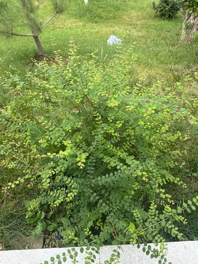 A medium shot captures a dense, leafy green shrub in the foreground, with its branches reaching outwards and upwards. The shrub's leaves are small and oval-shaped, with a vibrant green color, and they are supported by slender, reddish-brown stems. The background reveals a grassy area with patches of taller grass and a thin pine tree to the left. A rough, light-colored concrete structure is visible at the bottom of the frame, suggesting it might be a border or pathway. The scene appears to be an outdoor setting, possibly a park or garden in Khumsan, Uzbekistan, given the provided context, though specific identifying landmarks are absent in the image itself. No people or animals are present.