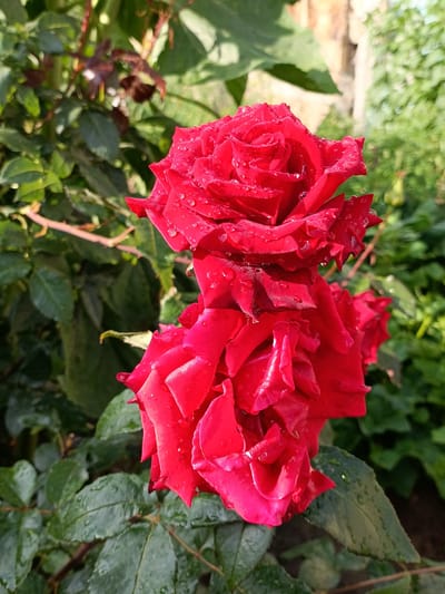 A close-up photograph captures two vibrant red rose blossoms in focus against a blurred background of lush green foliage and a hint of a stone wall. The petals of the roses are adorned with numerous water droplets, suggesting recent rain or dew. The top rose appears fully bloomed with tightly curled petals, while the lower rose is slightly more open, revealing its layered structure. The lighting suggests it is daytime, with sunlight illuminating the scene and creating highlights on the water droplets. The image appears to be taken outdoors in a garden or natural setting, possibly in Kyzyl Suu, Kyrgyzstan, given the context. There are no people or animals visible in the frame. The overall mood is serene and natural, highlighting the beauty of the flowers.