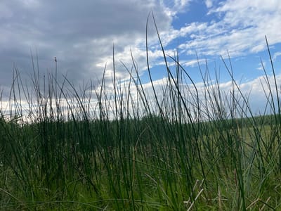 This is a low-angle, medium shot of tall, green reeds in a field. The reeds are densely packed and dominate the foreground and midground of the image. Some of the reeds are silhouetted against a cloudy sky with patches of blue. The lighting suggests it is daytime, likely late afternoon or early morning given the cloud cover. There are no people or animals visible in the image. The environment appears to be a natural wetland or marshy area, possibly on the outskirts of Pașcani, Moldova. The overall impression is one of a natural, somewhat wild landscape.