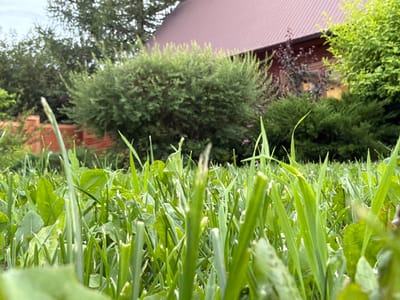 An extreme low-angle, close-up, outdoor, daytime, medium shot captures a patch of lush, green grass and various weeds in the foreground. The blades of grass and leaves are sharply in focus, with some appearing slightly damaged or cut. Behind the dense vegetation, a red-brick building with a brown roof is visible, partially obscured by various shrubs and trees. The overall scene suggests a backyard or garden area, possibly in the city of Kamenka, Russia, given the context. There are no people or animals present in the image. The lighting is natural daylight, creating a bright and clear atmosphere.