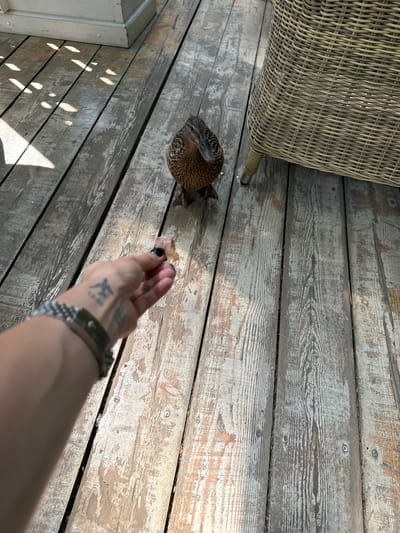 A person's hand, adorned with a watch and a tattoo of an airplane and some text, is offering a piece of food to a duck on a wooden deck. A portion of a wicker chair is visible in the upper left corner. The location is likely a deck or outdoor area with weathered wooden planks. The presence of the duck suggests the location is in a rural setting, rather than the city of Arkhangel’skoye, Russia.