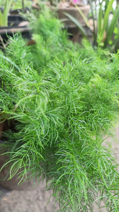 A close-up, eye-level shot focuses on a dense cluster of feathery, bright green dill plants. The plants are in full bloom, with their delicate fronds creating a soft, textured canopy. The background is a blur of muted colors, hinting at an outdoor setting with some plants in pots and a concrete surface below. The lighting is soft, highlighting the vibrant green of the dill. There are no people or animals visible in the image. The scene suggests a garden or a planter in an urban environment, likely within the city of Palohlada, Indonesia, given the context.