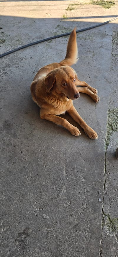 A medium-sized, tan-colored dog lies on a concrete surface in Bzana, Abkhazia. The dog is positioned in the center of the frame, facing to the right with its head turned slightly towards the viewer. Its front paws are extended forward, and its back legs are tucked underneath its body. The dog has floppy ears and light brown eyes. A black cable runs horizontally across the upper left portion of the image, and a shadow is cast from an unseen object in the upper left quadrant. The concrete surface appears weathered and cracked, with some patches of green growth visible along the right edge of the frame. The lighting suggests it is daytime, with bright sunlight creating shadows.