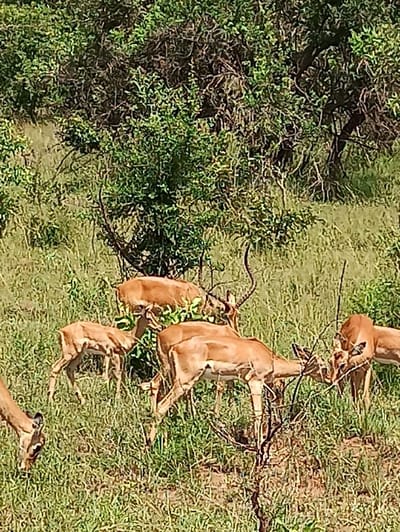 A herd of impala graze in a grassy area next to a leafy tree. The impala are light brown with white underbellies, and some have curved horns. They are scattered throughout the scene, some close together and others further apart. The grass is green, and the tree is full of leaves.