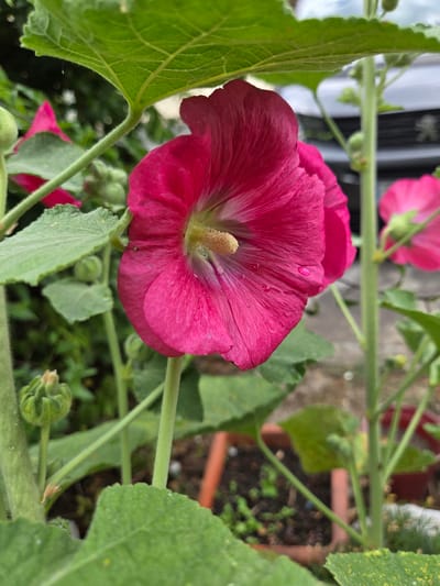 A close-up, eye-level, outdoor shot focuses on a vibrant pink hollyhock flower in full bloom. The flower is positioned slightly off-center to the right and appears to be the primary subject. Its delicate petals, showcasing visible veins and a few dew drops, are tinged with a lighter shade towards the center where a cluster of yellow stamens is prominent. The flower is supported by a thick, green stem, and large, textured green leaves frame the bloom from the top and left. In the background, other pink hollyhock flowers and buds are visible, some in focus and others blurred. A dark-colored vehicle is partially visible in the upper right background, suggesting an urban or suburban setting. The ground below the flower appears to be in planters with dark soil and some green foliage. The overall scene evokes a sense of natural beauty and growth within a potentially developed area. The precise location in the city of Doneztebe / Santesteban, Spain, cannot be determined from the visual information present in the image.