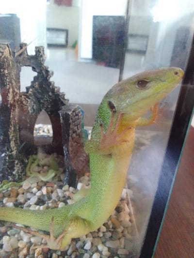 A green lizard is shown in a terrarium in Greece. The lizard is clinging to the side of the terrarium with its front legs and its body is coiled around it. The terrarium contains gravel, rocks, and some greenery. The background is blurred but appears to be a room with furniture and windows.