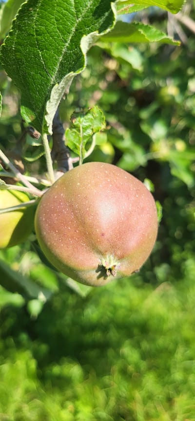 An unripe apple, with a reddish-pink hue and scattered white lenticels, hangs from a tree branch, partially obscured by a large, green, serrated leaf. The apple has a small, star-shaped indentation at its base. In the background, out of focus, are more green leaves and branches, suggesting an orchard or garden setting. The scene is illuminated by sunlight, creating a bright and natural outdoor environment. The location is identified as Tetianivka, Ukraine.