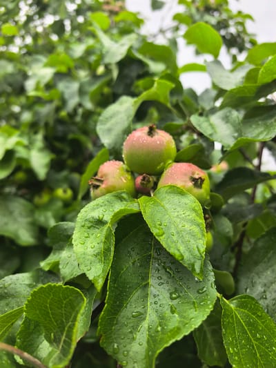 The image is a close-up shot of a branch from an apple tree in Nikul'chino, Russia. Several small, unripe apples, some with a pinkish hue and others green, are visible amongst lush green leaves. The leaves are wet, with numerous water droplets scattered across their surfaces, suggesting recent rainfall. The background is a blur of more green foliage and a pale, overcast sky. There are no people or animals present in the image. The scene is a naturalistic snapshot of a garden or orchard after a rain shower.