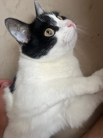 A close-up, high-angle shot captures a black and white domestic cat's head and chest. The cat has striking yellow eyes, a pink nose, and white whiskers. Its fur is predominantly white with black markings on its head and back. The cat appears to be looking upwards and slightly to the right, with one of its paws resting on a person's hand, which is visible in the lower left corner of the frame. The background is a plain, textured surface, possibly a wall or furniture, in a neutral beige color. There is no discernible indication of the cat's location within the city of Saransk, Russia, or any specific environmental context beyond what is visible in the immediate frame.