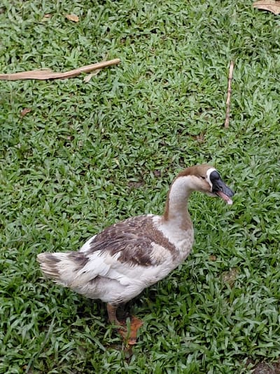 A gray goose lies dead on green grass. Its dark head and outstretched neck are visible. The goose is a mix of white, gray, and brown feathers. Its orange webbed feet are near the bottom right of the frame. Stray twigs are scattered around the bird on the grass. The setting appears to be outdoors.