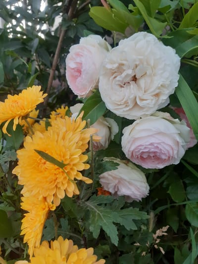 This is a close-up, high-angle, eye-level shot of a floral arrangement in what appears to be an outdoor setting. The main subjects are several roses and chrysanthemums. The roses are a delicate pale pink and white, with tightly packed, ruffled petals, indicative of a garden rose variety. There are at least four visible roses, with varying degrees of bloom. Scattered amongst the roses are vibrant yellow chrysanthemums, some fully open and others still developing. Their ray-like petals create a stark contrast to the softer textures of the roses. The background is filled with lush green foliage, providing a natural backdrop for the flowers. The lighting suggests it is daytime, with no strong shadows indicating direct sunlight, possibly an overcast day or a shaded area. The scene evokes a feeling of natural beauty and abundance, likely in a garden or floral display. There is no visible text within the image. The location context provided is Бактуу-Долоноту, Kyrgyzstan, suggesting this arrangement is in that region.