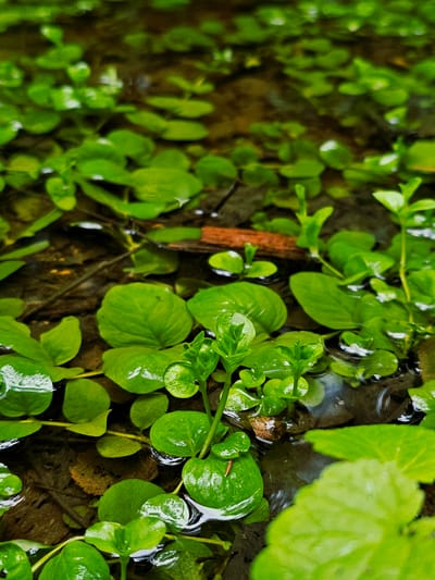 The image shows a close-up, high-angle view of small, vibrant green aquatic plants floating on the surface of dark, shallow water. The leaves are rounded or heart-shaped, and some appear glossy, indicating they are wet. There are a few submerged twigs and leaf litter visible beneath the plants. The water itself has a dark, murky appearance with reflections on its surface. The scene appears to be an outdoor natural environment, possibly a pond, stream, or shallow waterway. There are no people or animals visible in the image. The overall impression is one of lush, natural growth in a watery habitat.
