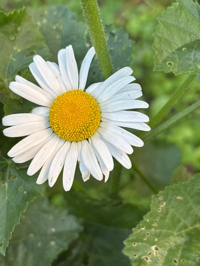 This is a close-up, horizontal shot of a white daisy with a yellow center, surrounded by green leaves and stems. The daisy is the primary subject, positioned slightly off-center to the right. Its white petals radiate outwards, with subtle veins visible. The yellow center is composed of numerous small, textured florets.
The background consists of out-of-focus green foliage, creating a soft bokeh effect that emphasizes the daisy. Some of the surrounding leaves appear to have small holes or imperfections. A fuzzy green stem is visible on the left side of the frame, indicating the daisy is growing.
The lighting suggests it is daytime, likely outdoors, given the natural greenery. There are no people or any text visible in the image. The overall impression is one of natural beauty and a focus on the delicate details of the flower and its environment. The context of Sarov, Russia, places this scene in a specific geographical and cultural setting, though there are no explicit visual cues within the image to confirm this location.