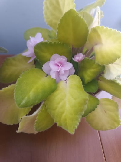 This media file is a close-up, eye-level photograph of a flowering African violet plant. The plant has large, fuzzy, pale green leaves with some yellowing, and delicate pink flowers. The background is a soft, blurry pale blue, suggesting it may be a wall or sky. The plant is resting on a wooden surface, likely a table, which has a warm, brown tone with visible grain and a subtle seam running down the middle. The lighting appears to be natural, casting a soft glow on the plant. There is no text visible in the image. The scene is static, focusing entirely on the plant. The overall impression is one of gentle natural beauty and domestic tranquility. The location context of Skidzieĺ, Belarus is not visually evident within the image itself.