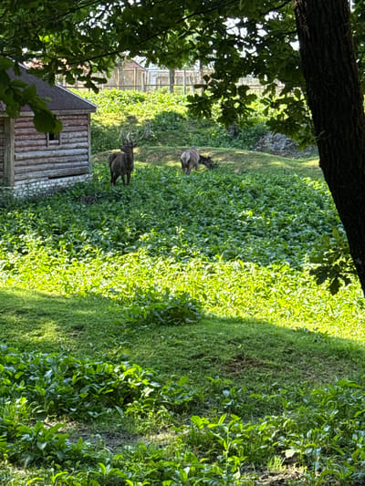 In a sun-dappled, grassy enclosure in Буйніцкі сельскі Савет, Belarus, two deer are visible. One, a large male with impressive antlers, stands facing left near a rustic wooden cabin. Behind him, a second deer, possibly a female, grazes on the lush green vegetation. The background shows a wooden fence and trees, suggesting a zoo or wildlife park setting. The overall scene is one of natural tranquility, with the sunlight filtering through the leaves of an overhead tree creating patches of light and shadow on the ground.