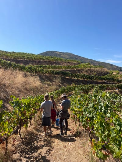 The image depicts a terraced vineyard located in Carrazeda de Ansiães, Portugal, under a clear blue sky. Three individuals are observed from behind, walking down a dirt path between rows of grapevines on a sunlit hillside.
The first individual, on the left, wears a light grey t-shirt and dark shorts/skirt. The second individual, positioned centrally, wears a black top and a red and black plaid skirt, appearing to hold a small dark object in their hands. The third individual, on the right, wears a grey t-shirt, dark trousers, a light-colored fedora-style hat, and has a jacket tied around their waist; they are looking down at a white handheld device. A blue plastic bin is visible on the ground to the right of the third individual.
The vineyard rows are laden with green leaves and clusters of grapes. The ground between the vine rows and on the uncultivated slopes is covered with dry, straw-colored vegetation. Beyond the terraced vineyards, a larger, forested mountain is visible in the background under a bright, cloudless sky. Distinct shadows from the people and vines are cast on the path.