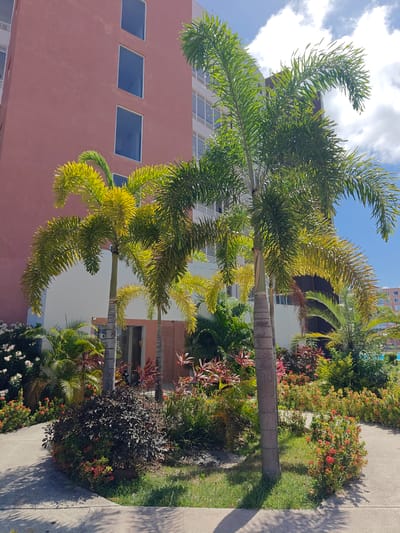 The image shows a sunny outdoor scene with two prominent palm trees in the foreground, their fronds illuminated by the sunlight. Behind the palm trees, a portion of a tall, salmon-pink building with several rectangular blue-tinted windows is visible. To the left and right of the building's base, lush tropical vegetation, including various smaller palms and flowering plants with red and white blossoms, is densely planted. A paved pathway curves around the vegetation. The sky is blue with scattered white clouds. In the distance, on the far right, parts of another building and a swimming pool area can be seen. The scene appears to be in a resort or hotel setting in Cancún, Mexico, given the tropical flora and architecture. There are no people visible in the image.