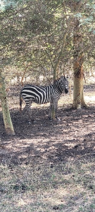 The image presents a single zebra standing in a natural, semi-wooded environment within Mto wa Mbu, Tanzania. The zebra is positioned centrally, oriented with its body facing towards the left side of the frame, while its head is turned to the right, appearing to gaze forward. It exhibits its characteristic black and white striped coat. The ground consists of dry, dark earth intermingled with sparse patches of light green grass and fallen brown foliage or debris. Several trees with light-colored trunks and branches bearing dense green foliage surround the animal, creating a pattern of dappled sunlight and shadows across the scene. No other animals, individuals, or man-made objects are present in the frame. The zebra remains static.