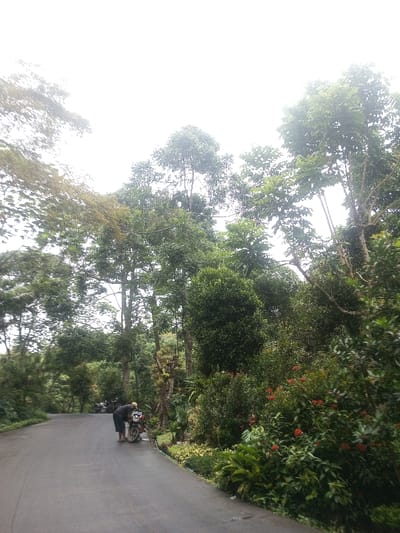 The scene depicts a single individual attending to a motorcycle on a wet asphalt road within a densely vegetated area of Eheliyagoda, Sri Lanka. The individual, wearing a dark short-sleeved top, dark shorts, and a light-colored cap, is bent over a light-colored scooter-style motorcycle positioned upright on the road. The asphalt road surface appears damp, curves gently to the left, and descends into the background. Lush, verdant foliage flanks both sides of the road. On the immediate right, a manicured garden strip features various green shrubs, ferns, and plants with clusters of red flowers. Behind this garden, and across the left side of the frame, numerous tall trees with thick green canopies extend upwards, some with lighter green leaves, largely obscuring the distant horizon. A small cluster of additional motorcycles is faintly visible parked further down the road on the left. The sky is uniformly bright and overcast, diffusing the natural light.