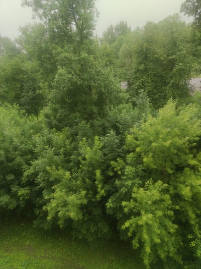 The image shows a dense canopy of green trees, some with lighter, almost lime-colored foliage, against a hazy, overcast sky. The perspective is from above, looking down into the trees. In the lower left corner, a patch of green grass is visible. The overall impression is one of lush vegetation under a muted sky, suggesting a damp or foggy day in an outdoor, possibly park-like or wooded area. There are no people, animals, or man-made objects clearly identifiable within the frame, aside from what appears to be a sliver of a road or structure barely visible through the trees in the upper right quadrant. The scene is natural and appears to be located in a vegetated area, possibly within the city of Oryol, Russia, given the prompt's context, though no specific landmarks confirm this location.