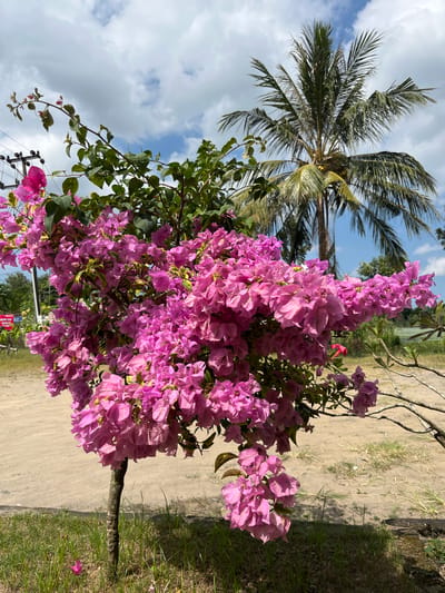 In the foreground, a vibrantly pink bougainvillea bush bursts with blossoms, its branches extending across the frame. The bush is planted in a grassy area with sparse vegetation and a dirt pathway visible behind it. In the midground, a tall coconut palm tree stands against a bright blue sky dotted with fluffy white clouds. The background reveals a semi-urban environment with a few indistinct structures and some utility poles, hinting at a location within a populated area, possibly along a road or pathway. The overall scene captures a sunny day with lush tropical flora. While the prompt mentions Kecamatan Pujut, Indonesia, this specific location is not explicitly visible or identifiable within the image itself.