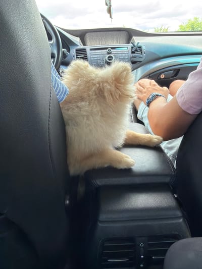 A light-colored Pomeranian dog sits on the center console of a car, facing away from the camera. The dog's fur is fluffy and appears to be light beige or cream. Its paws are resting on the black leather console. To the right of the dog, a person's arm and hand are visible. The person is wearing a light pink shirt and a blue beaded bracelet on their left wrist. The interior of the car is visible, including part of the steering wheel, dashboard with a radio, and air vents. Outside the car, greenery and a cloudy sky can be seen through the windows. The image appears to have been taken during the daytime. No specific location in Krushare, Bulgaria, can be identified from the visual evidence in the image.