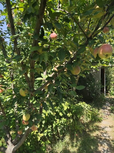 In Chong-Aryk, Kyrgyzstan, an apple tree laden with ripe fruit stands in a garden setting. Sunlight filters through the leaves, illuminating a scene of natural abundance. The tree, with its gnarled branches and abundant foliage, supports numerous apples in various stages of ripeness, ranging from green to red hues. In the background, a simple, aged structure, possibly a shed or outbuilding, is visible, partially obscured by overgrown greenery. A pathway, possibly paved or a dirt track, meanders through the garden, leading towards the structure and disappearing into the dense vegetation. The overall impression is one of a serene, rural environment, likely a private garden or orchard in the suburban outskirts of Chong-Aryk.