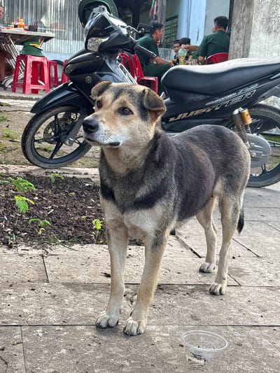 A medium-sized dog with brown and black fur stands on a concrete sidewalk in front of a motorcycle. The dog is facing left with its head slightly turned towards the camera. Behind the dog, a black scooter is parked. In the background, several men in military uniforms are seated at tables, appearing to be eating or drinking. The scene is outdoors, with a corrugated metal wall visible behind the men and tables. A red plastic stool is also visible in the mid-ground. The ground is a mix of dirt and concrete. The environment suggests a casual outdoor setting, possibly a roadside eatery or rest stop in Bo Y, Vietnam.