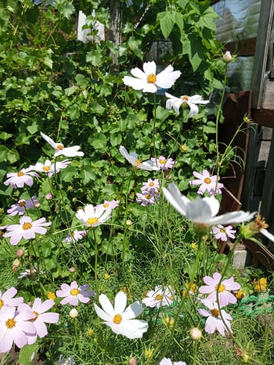 The image depicts a close-up view of a garden in Zavyalovo, Russia, dominated by a cluster of cosmos flowers. The flowers are primarily white and light pink, with yellow centers. Some are in full bloom, while others are still buds or wilting. The foliage is lush and green, with some visible vines and a wooden fence in the background. The lighting suggests it is daytime, with sunlight casting shadows. No people are present in the frame.