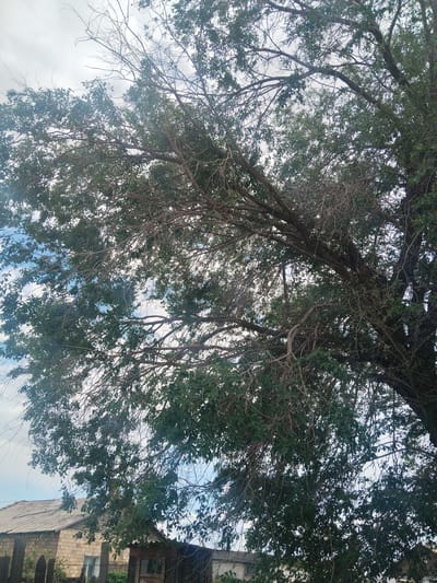 The image shows a large tree with dense foliage and numerous branches, some of which appear dry and bare, extending across the frame. Below the tree canopy, a portion of a building with a corrugated metal roof and light-colored brick walls is visible. A dark wooden fence is in the foreground, partially obscured by the tree. The sky is overcast with patches of blue visible, indicating a daytime scene. The location is identified as Ақадыр, Kazakhstan.
