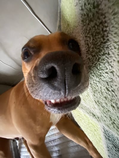 A close-up, upside-down shot focuses on the face and front legs of a tan dog. The dog's snout, with its dark nostrils, dominates the center of the frame. A portion of its eye is visible on the left, and its mouth is slightly open, revealing some teeth and gums. The dog appears to be lying on a textured, light-colored surface, possibly a blanket or rug, which takes up the top portion of the image. Streaks of light green and white are visible on this surface.

The lower half of the image shows the dog's front legs, with one leg extending upwards and to the right, and the other partially visible towards the bottom left. Behind the dog's body, a textured surface with vertical lines, likely a ribbed material or bedding, is visible. The lighting suggests an indoor setting, possibly during the day. No text is visible in the image. The dog's expression is difficult to discern due to the close-up, upside-down perspective, but it appears relaxed.